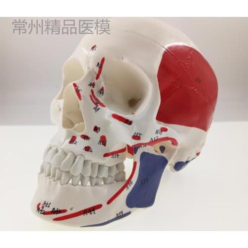 Muscular skull model 1: 1 simulation of natural skull with color painting model starting and ending digital number