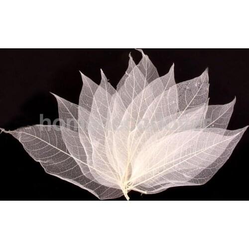 50Pcs Natural Magnolia Skeleton Leaf Leaves DIY Crafts Card Making Scrapbooking White