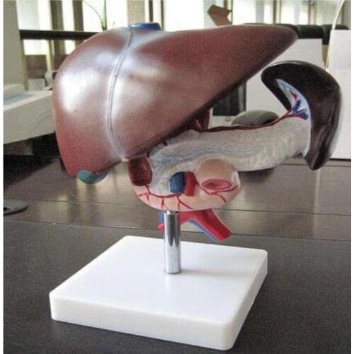 Chinon Liver Pancreas Duodenum Anatomy Model Medical Science Student Training Tools Supplies Human Anatomical Model BIX-A1053