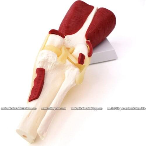 13013/CMAM Knee joint with Ligament model, Human Anatomical Model for study