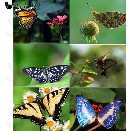 5Ddiy Diamond Painting Animal Butterfly Collection Pollen Wall Art Cross Stitch Mosaic Patch Diamond Embroidery Home Decoration