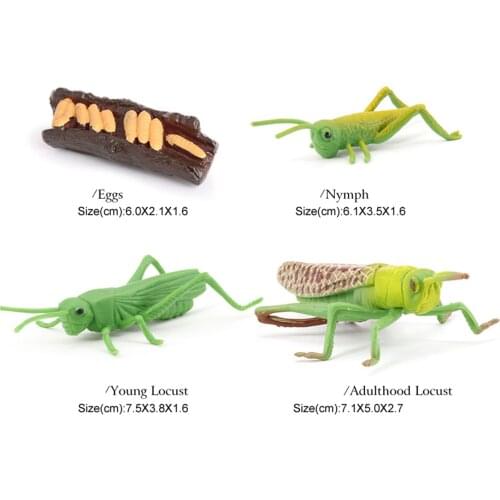 Simulation Nature Grasshopper Growth Pre-school Cognitive Toys Themed Party