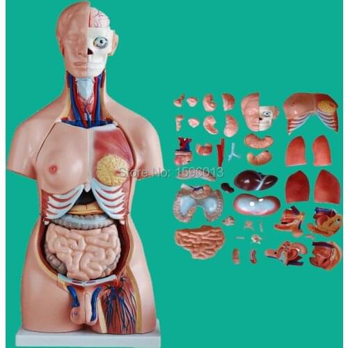 85CM Unisex Torso with Internal Organs 40 Parts, Human Unisex Torso model