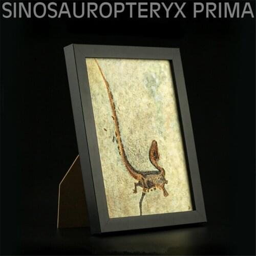 Vitae Sinosauropteryx Prima Fossil Photo Frame Dinosaur Toys Animal Collector Decoration Adults Gift