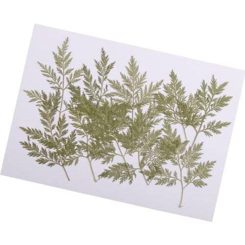 Phenovo 10 Pieces Mixed Size Real Pressed Leaves Flower Embellishments Card making Scrapbooking Art Crafts Artemisia carvifolia