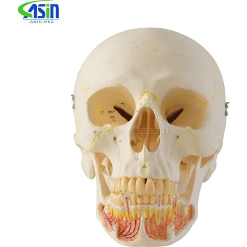 Skull model 10*1 extraoral model dental tooth teeth dentist anatomical anatomy model odontologia