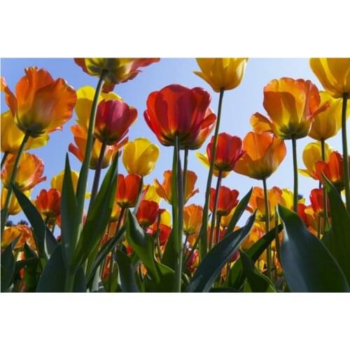 Full square diamond painting tulips flowers embroidery mosaic sticker diamond dotz rhinestone picture puzzle drawing wall decor