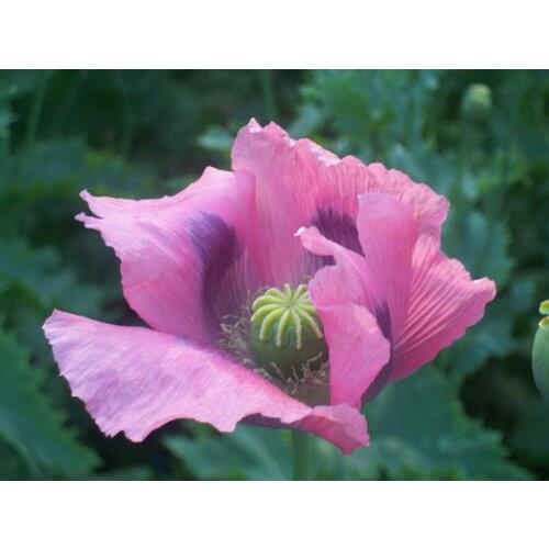 5d diamond painting Pink poppy diamond embroidery flowers 5d mosaic diamond painting embroidery handcraft home decor gift AS498