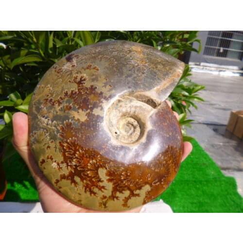 2040g(4.4 lb) Jade Chrysanthemum Ammonite Shell Fossil Madagascar