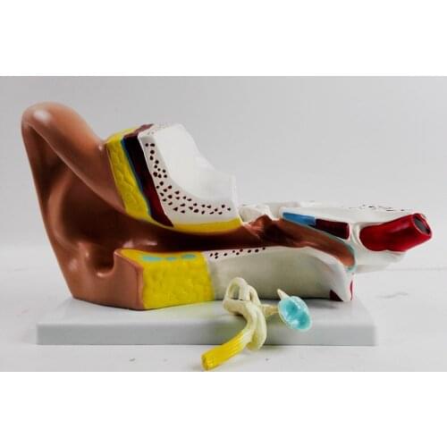 Human Ear Structure Anatomical Model Human Ear Anatomy Showing Organs Structure of Central External Ears Medical Teaching Aids