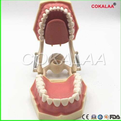 Good quality Dental Soft Gum Teeth Model with tougneTypodont w/ 32 Removable Teeth NISSIN 200 Compatible