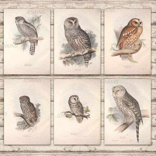 Vintage Canvas Biology Study Painting Europe Birds Owl Ural Owl Kraft Poster Home Decor Coated Wall Sticker Gift Jenkins