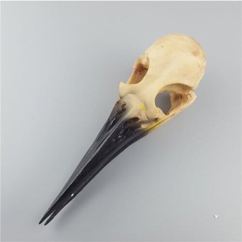 MRZOOT Animal Birds Skull Model Home Decoration Resin Crafts Medical Teach Specimen Personality Gift