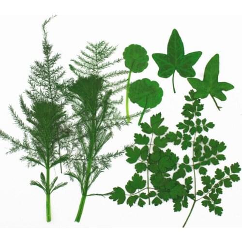 100pcs Green Dried Pressed Mixed Leaf Leaves For Jewelry Phone Case Photo Frame Postcard Bookmark DIY Making