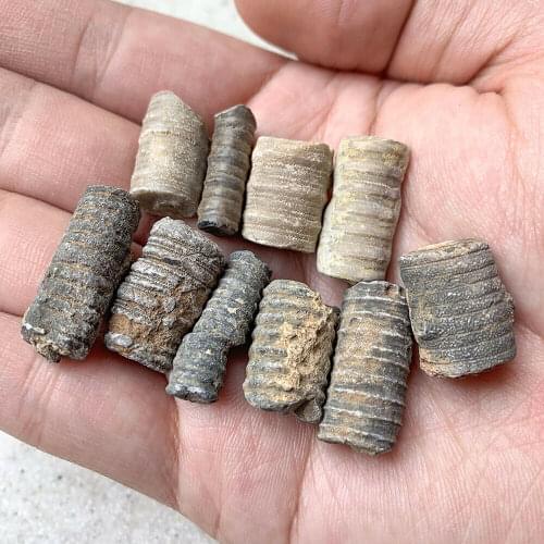 Crinoid Crinoid Sea Lily Fossils For Aquarium Terrarium Collector Cretaceous Stone 1-3cm