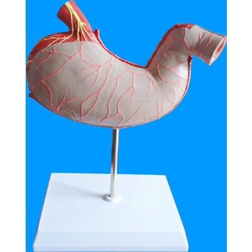 2parts 1.5times Human Stomach Anatomy Medical Model Coronal Section medical classroom supplies