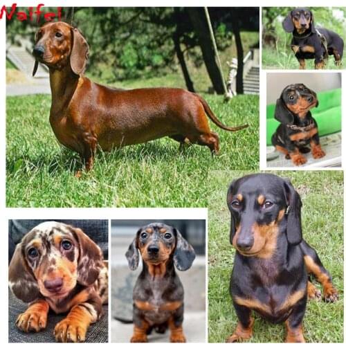 Diy 5d diamond painting Dachshund rhinestones full square drill diamond embroidery animal cute Dog cross stitch mosaic pattern