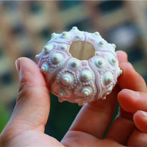 Natural conch shells and sea urchin shell decorative home deco