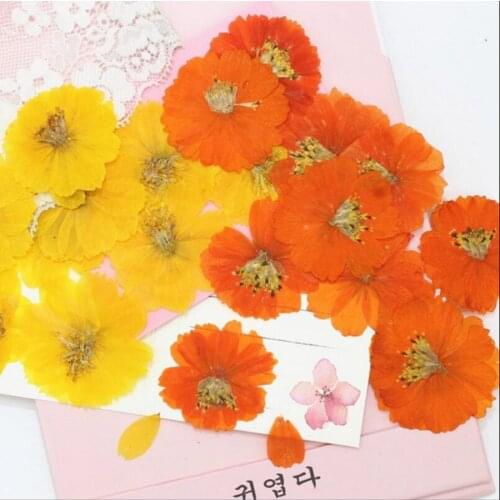 6pcs Pressed Dried Cosmos Sulphureus Cav. Flower Plant Herbarium For Jewelry Postcard Phone Case Bookmark Craft DIY Accessories