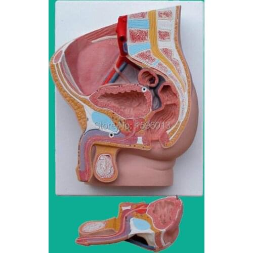 Median section of Male pelvis model 2 parts, Human Male Pelvis model
