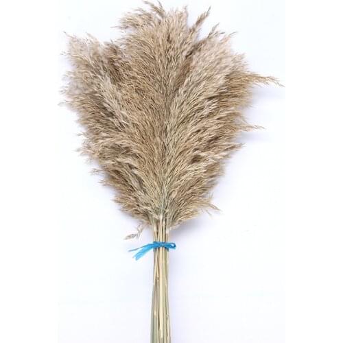 20pcs dried Flower pampas grass natural phragmites reed flowers bouquet wedding floral bunch home decor arrangement