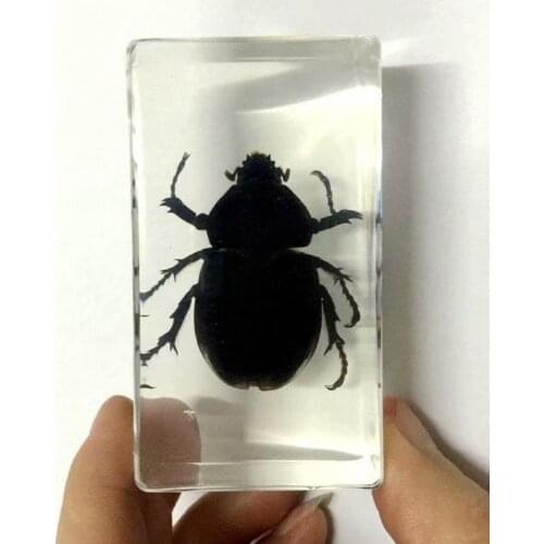 FREE SHIPPING Discount Sale Creative MO 15 fashion Specimen Books Tools Home Decorative Gift