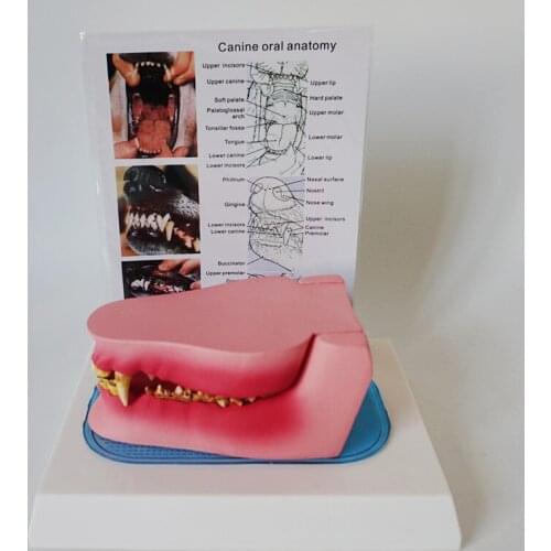 Dog Tooth Anatomy Model Canine Veterinary Animal Skeleton Pet Veterinary Teaching Instrument Anatomy