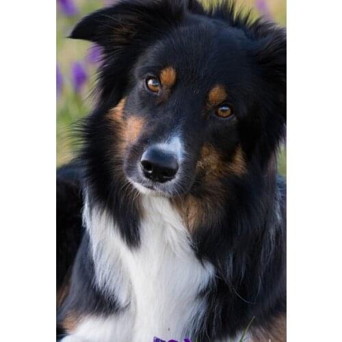 5D Diy High Quality Diamond Painting Cross Stitch Animal dog Diamond Embroidery Pattern Drill Mosaic Home Decor Gift Art