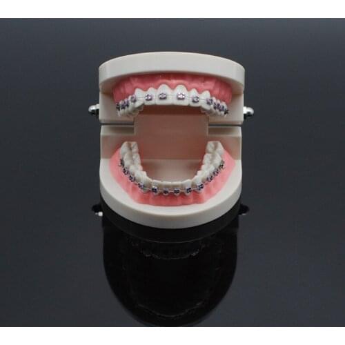 Study Standard Typodont Demonstration Teeth Model With Bracket For Dental Lab Supplies