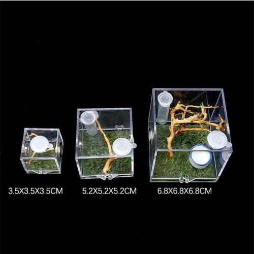 Black Widow Spider Kleine Insect Ademend Terrarium Transparante Reptiel Fokkerij Doos Acryl Enti 'S Acryl Gemonteerd Eco Doos