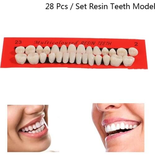 28Pcs/Set Resin Teeth Teaching Model Universal False Teeth Dental Material Teeth