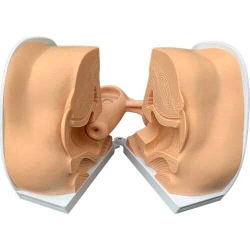 Female contraceptive device installation instruction model uterine ovarian reproductive organ anatomical model