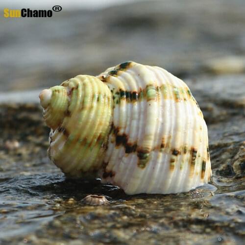 Silver Mouth Snail Natural Green Conch Shell Hermit Crab Shellfish Shell Aquarium Decoration Landscape Micro-landscape Ornaments