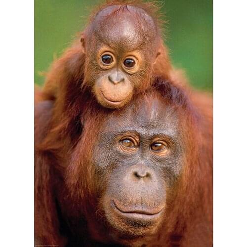 5D DIY Diamond Painting Ape Apes Orangutan Monkey Full Square Embroidery painting Cross Stitch Mosaic art wall painting JS4736