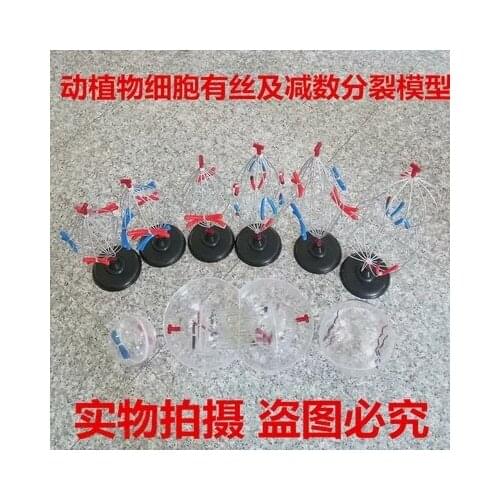 Animal and plant cell has silk and meiosis model high school biology teaching apparatus experiment equipment.free shippi