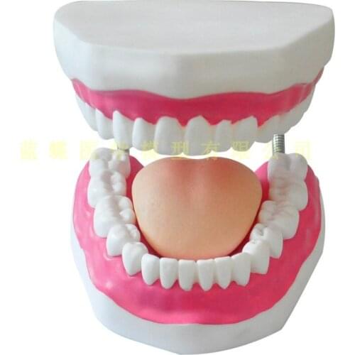 6X tooth model with tongue Oral Health Care Dental Model Teaching Tools Dental Structure