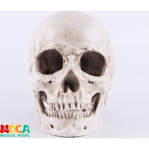 Human.skull model medical simulation teaching equipment resin skull Ornament Gift YTTG001