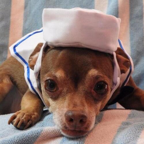 Pet Navy Outfit Adjustable Puppy Cosplay Dress Up Costume Cap Tie Collar Kitten Sailor Clothing Apparel For Christmas New Year