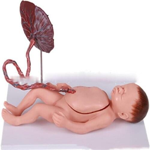 Human placenta umbilical cord and fetal visceral organ model histology and embryology Beijing medical teaching model