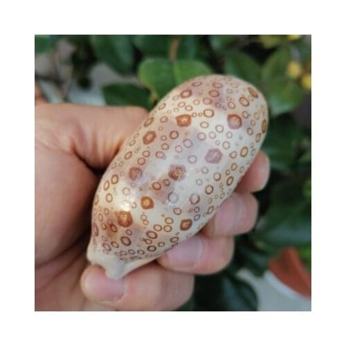 Natural Conch Shells Hundred Eyes Snails Aquarium Fish Tank Landscapes Home Window Decoration Rare Collection Specimen Conch