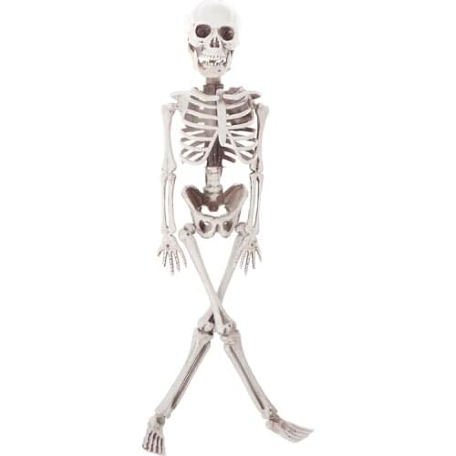 Active Human skeleton Model Anatomy Skeleton Skeleton Model Medical Learning Halloween Party Decoration Skeleton Art Sketch