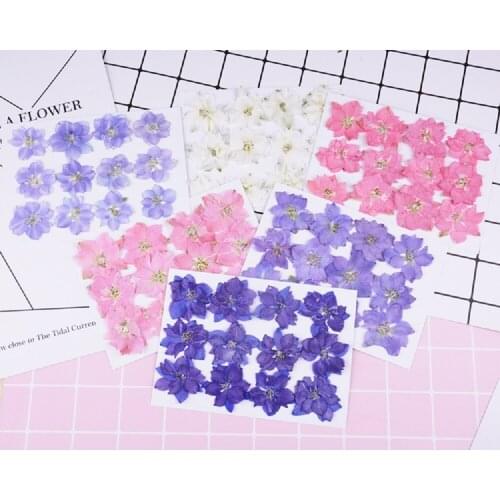 60pcs Pressed Dried Consolida Ajacis Flower Plant Herbarium For Jewelry Face Makeup Postcard Invitation Card Phone Case DIY