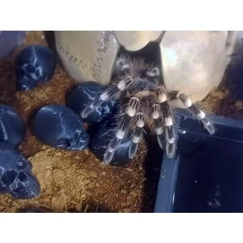 Нет бренда Decorations For Aquariums