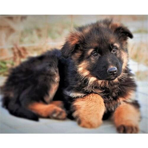 DIY Diamond Painting Animal,Pet dog,German Shepherd 3D Square Diamond Embroidery Full Kit Diamond Picture Mosaic pattern C385