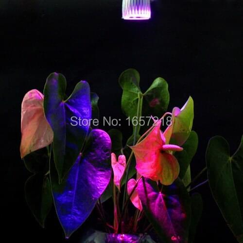 Tightsen-Home Plant Lamps