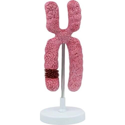 X Chromosome Model Meiosis Teaching Experiment Teaching Aid Medical Organelle Submicroscopic Structure