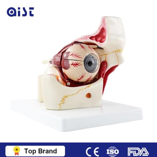 High Quality Biology 6 Times Human Eye Model Giant Anatomy For Science Teaching Medical