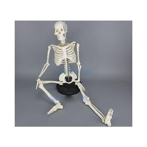 Physique Mini Anatomical Skeleton Human Model Stand Poster Medical Learn Aid Anatomy 85CM