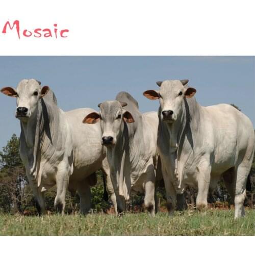 Diamond Embroidery DIY Diamond Painting Cross Stitch Kit Animal,cow,Brahman Bull, 5D Needlework Diamond Mosaic Home Decoration