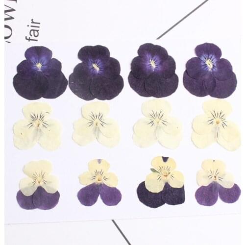 60pcs Pressed Dried Pansy Corydalis Suaveolens Hance Flower Plants Herbarium For Jewelry Postcard Bookmark Phone Case Craft DIY